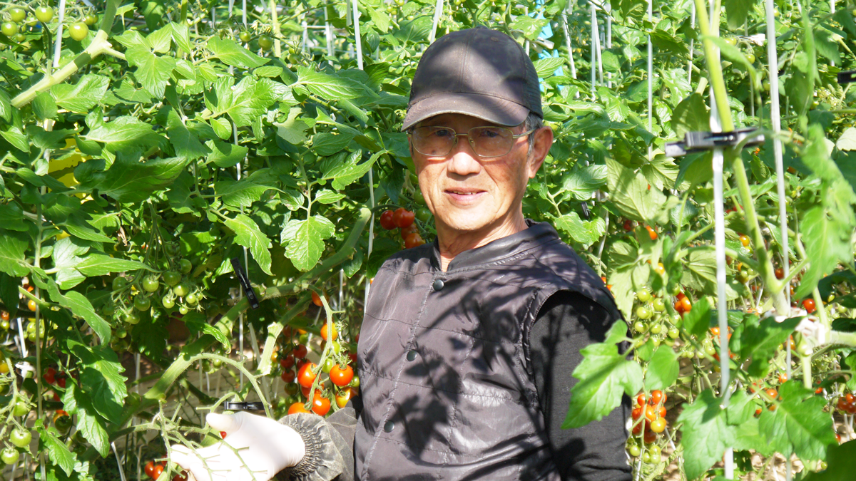 渥美半島のミニトマト生産農家中村さんに聞く ミネラルと野菜の関係 株式会社シマニシ科研 渥美半島のミニトマト生産農家中村さんに聞く ミネラルと野菜の関係 株式会社シマニシ科研